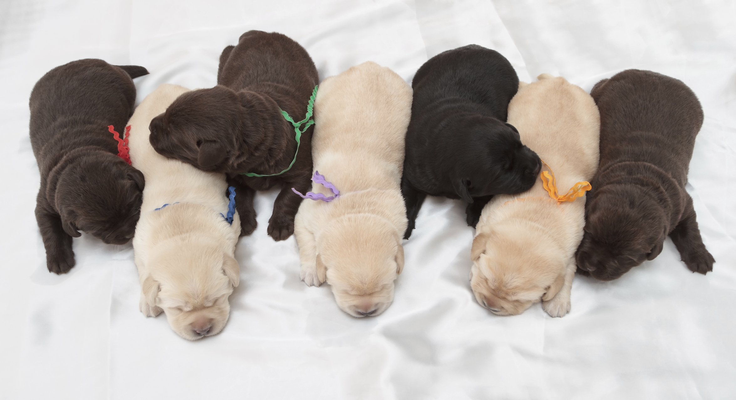 *Actual puppy not featured. 