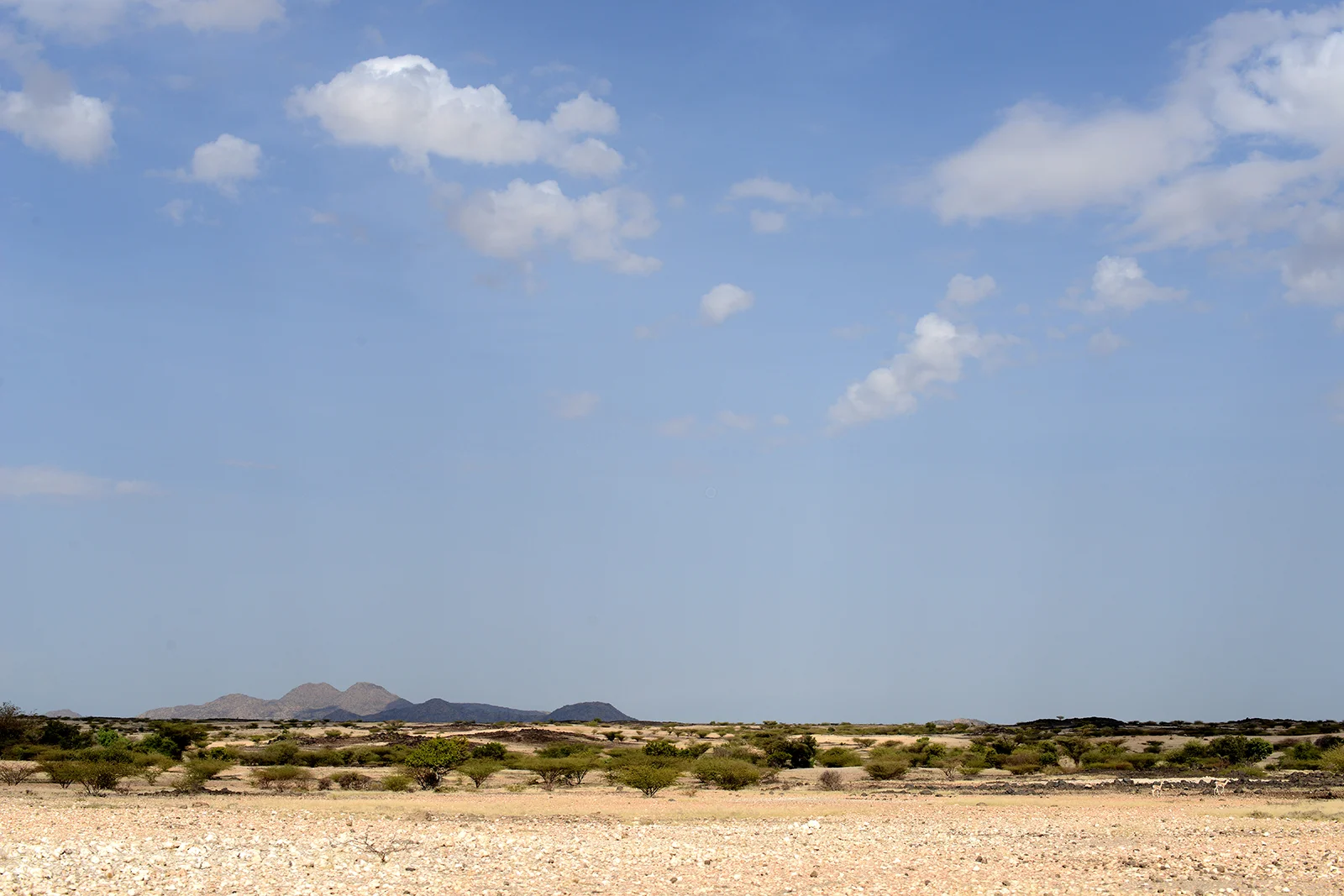 turkana47b.jpg