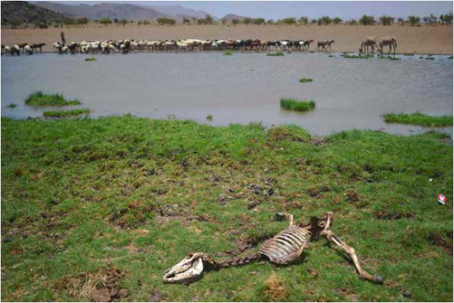 A dead animals lies in the sun near Lokitaung in northern Kenya's Turkana county where a biting drought has ravaged livestock population on March 21, 2017. PHOTO | AFP