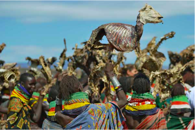 Turkana women carry dead animals they lost due to a biting drought that has ravaged livestock population in nothern Kenya near Lokitaung in Turkana county on March 20, 2017. PHOTO | AFP