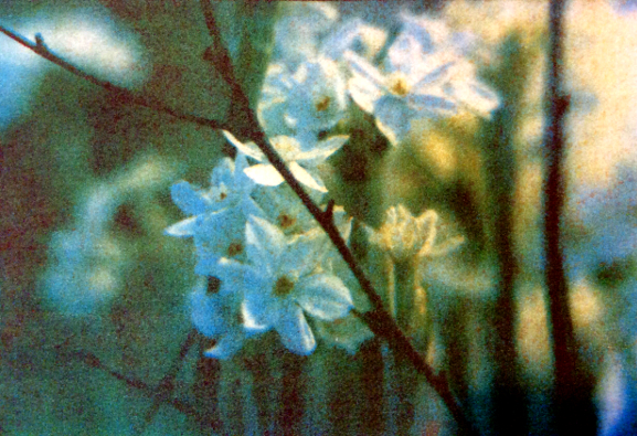 Image & tri-color gum print © Alina Bartlett 2015