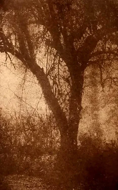 Tree in Floyd, VA ©DH Bloomfield 2016 (gumoil)