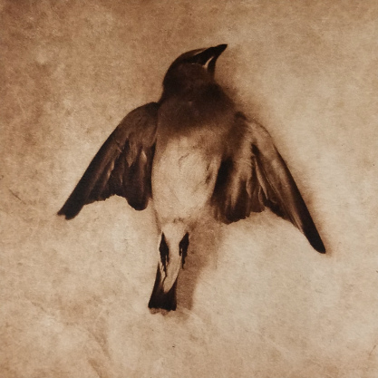 Waxwing , ©Diana H. Bloomfield (polymer photogravure)