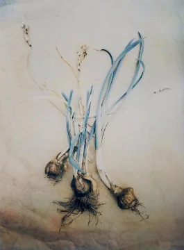 Narcissus Bulbs 2018 (tri-color gum over cyanotype, after adding magenta and yellow pigments)