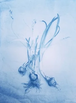 Narcissus Bulbs 2018 (Cyanotype base)