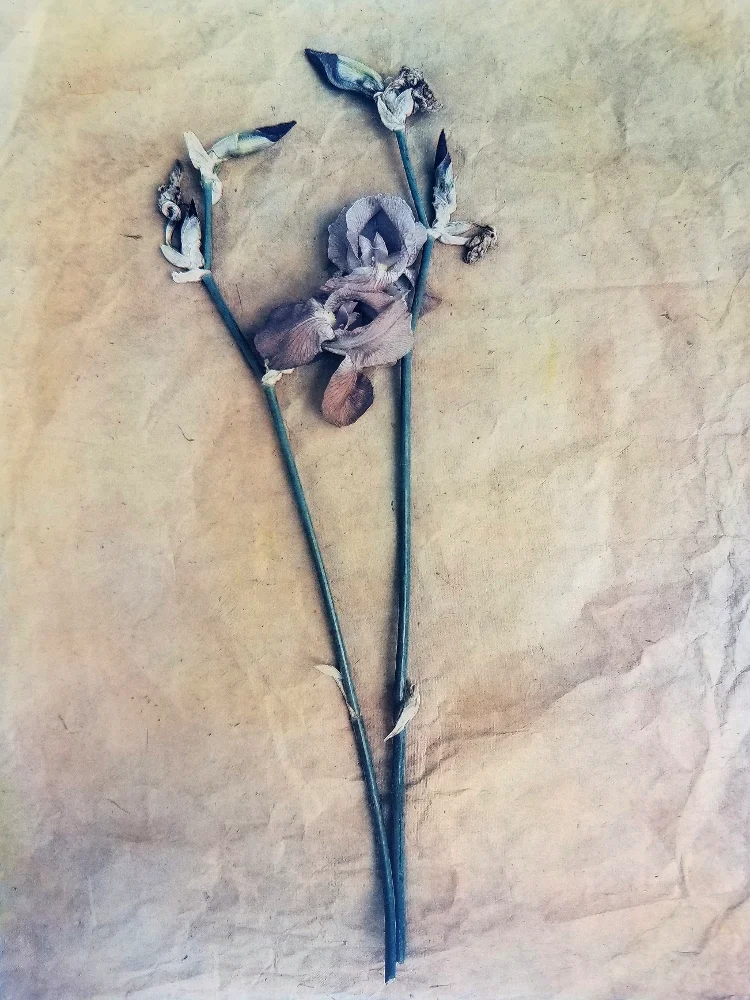 Bearded Iris (tricolor gum bichromate over cyanotype) 2018