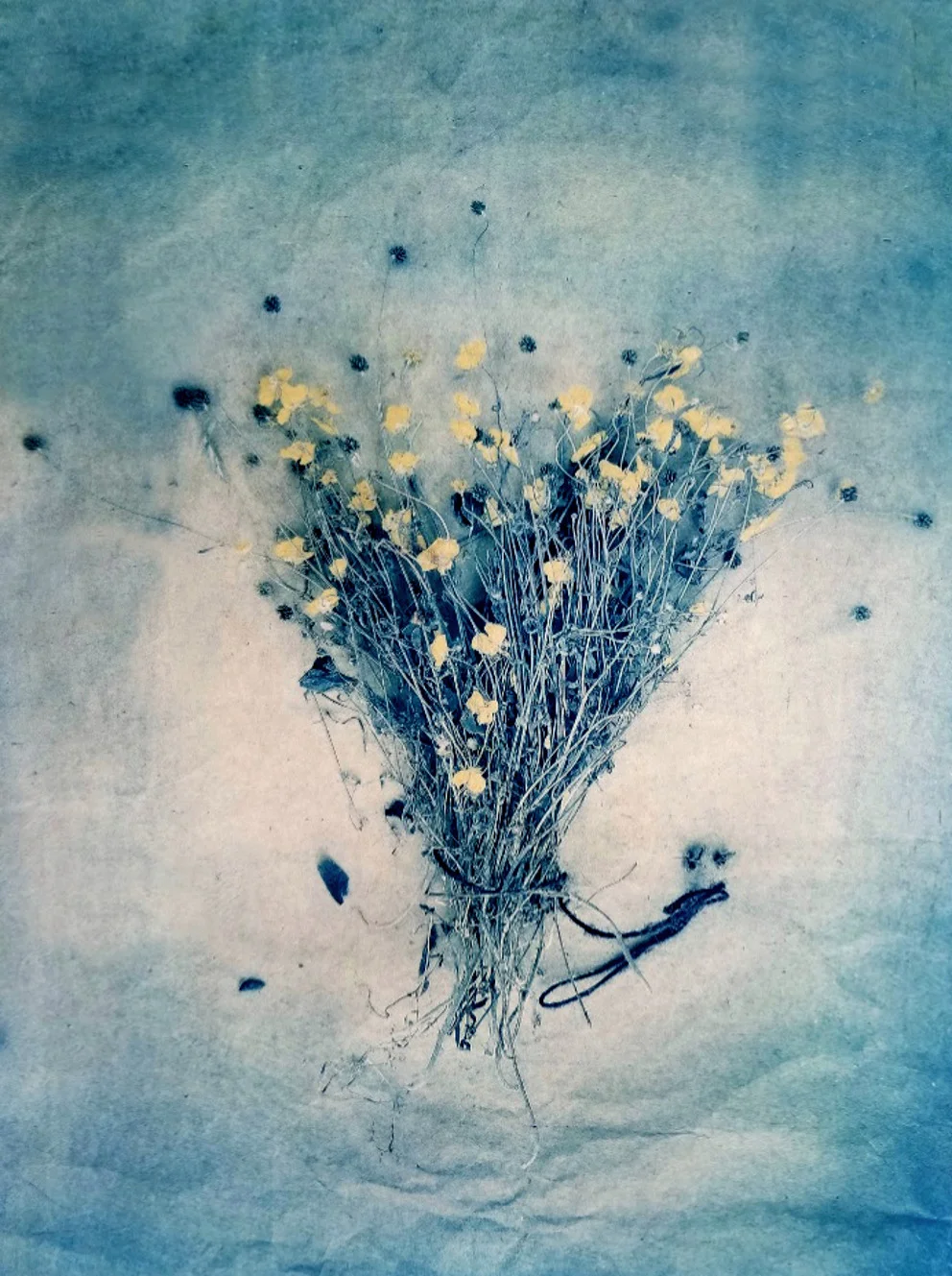 Meadow Buttercups, from The Old Garden (tricolor gum bichromate/cyanotype)