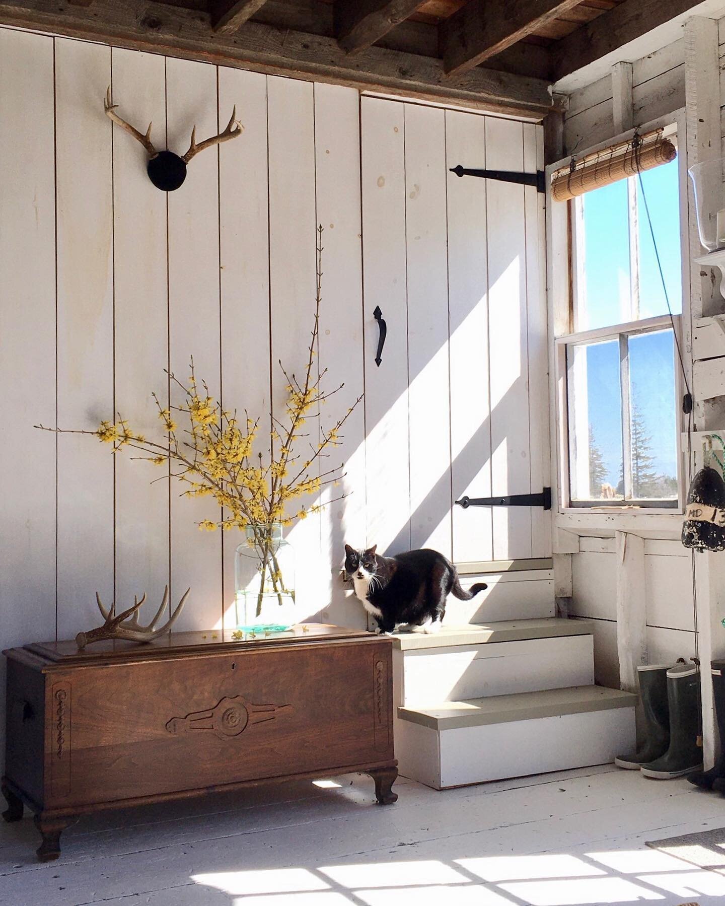 Forsythia and sunshine and cats and old barns by the sea &hellip; 💛 
.
#CRIDathome #carolreedinteriordesign #barns #seaside #interiorstyle #interiorinspo #barnstyle #homedesign #gothicfarmhouse #eastcoaststyle #coastalliving #oldhouse #spring #catso