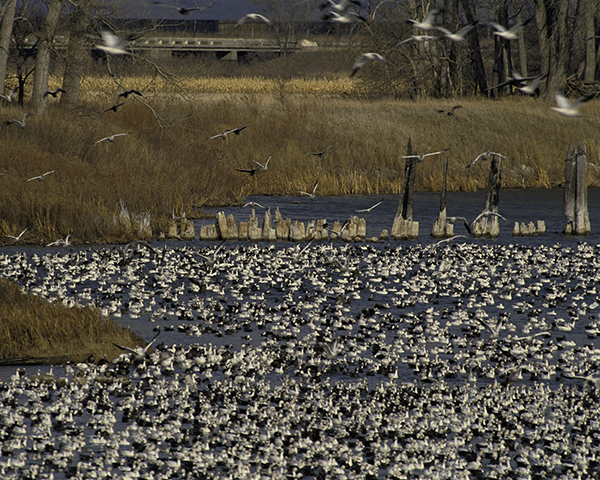 Snow Geese flock by John and Karen Hollingsworth - Courtesy of the National Fish and Wildlife Service