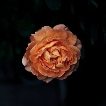 Flower trends for 2018