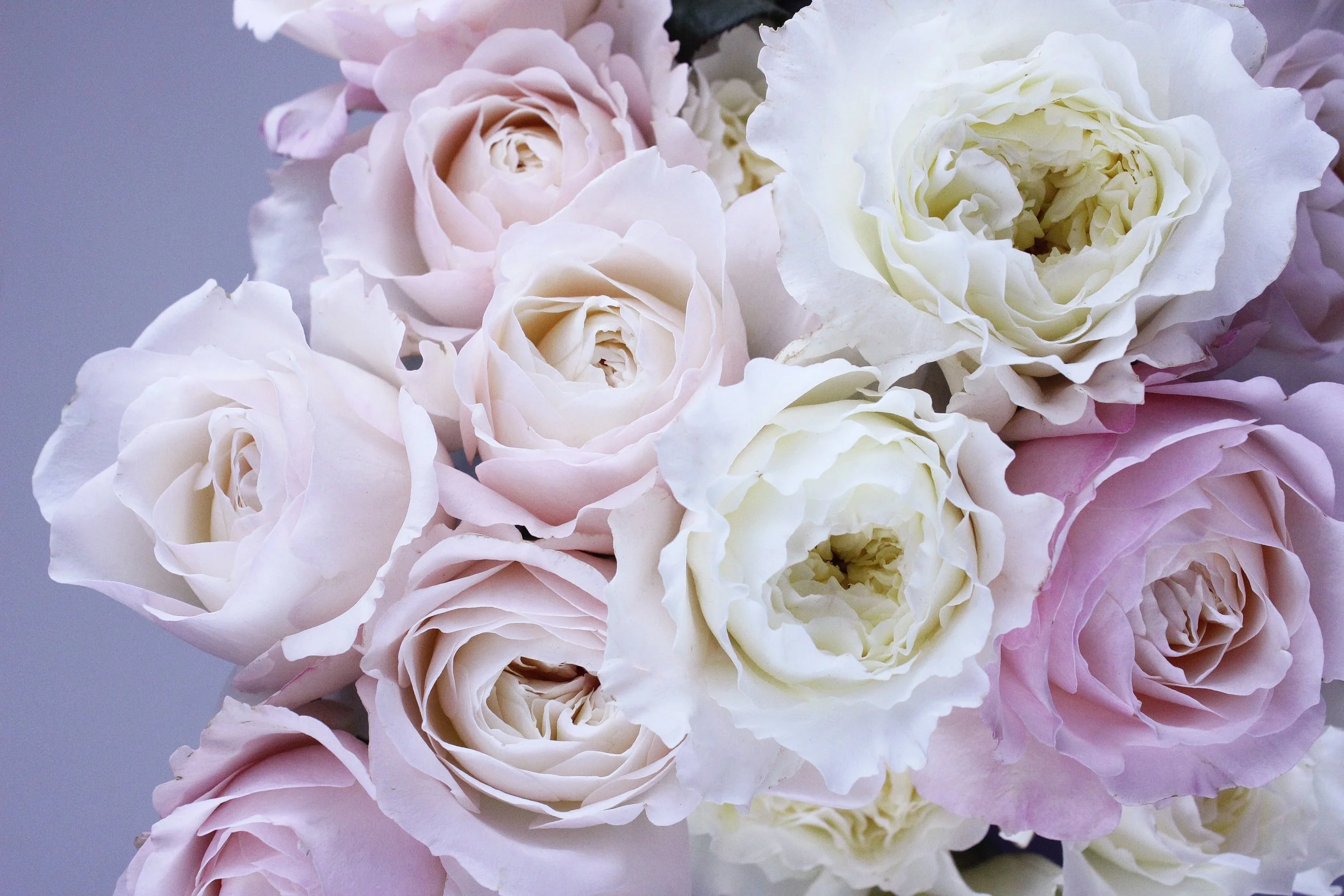 Roses 101 How to Incorporate Roses in Your Wedding, the Modern Way