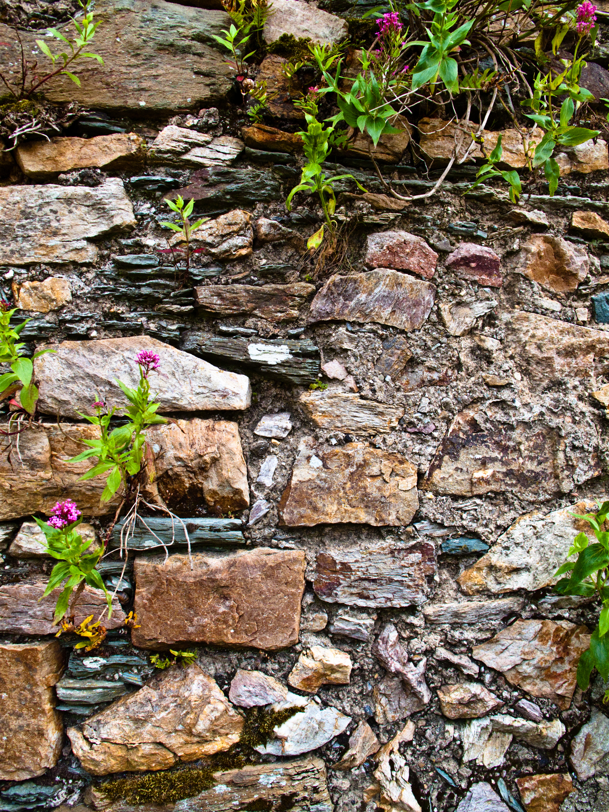 Wexford wallflower