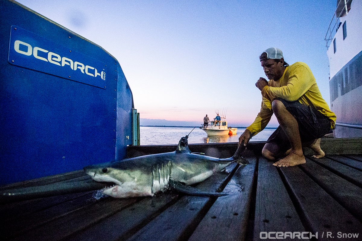 "Montauk," the first Great White pup tagged during OCEARCH's recent Expedition NY 2016 off Montauk.