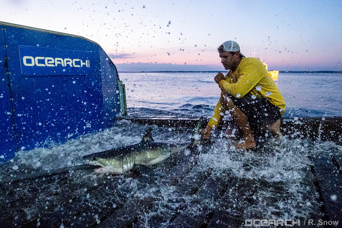 "Montauk," the first Great White pup tagged during OCEARCH's recent Expedition NY 2016 off Montauk.