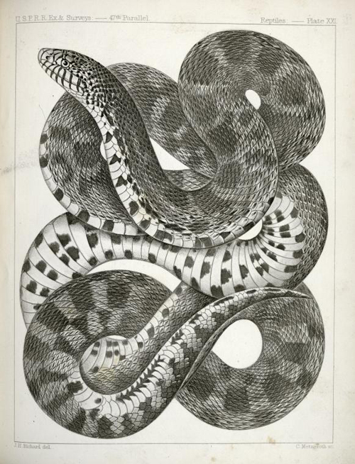A natural history drawing that I referenced for the snake 
