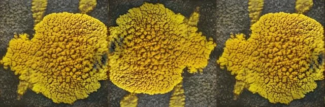 What an elementary thing it is to worship someone in singularity