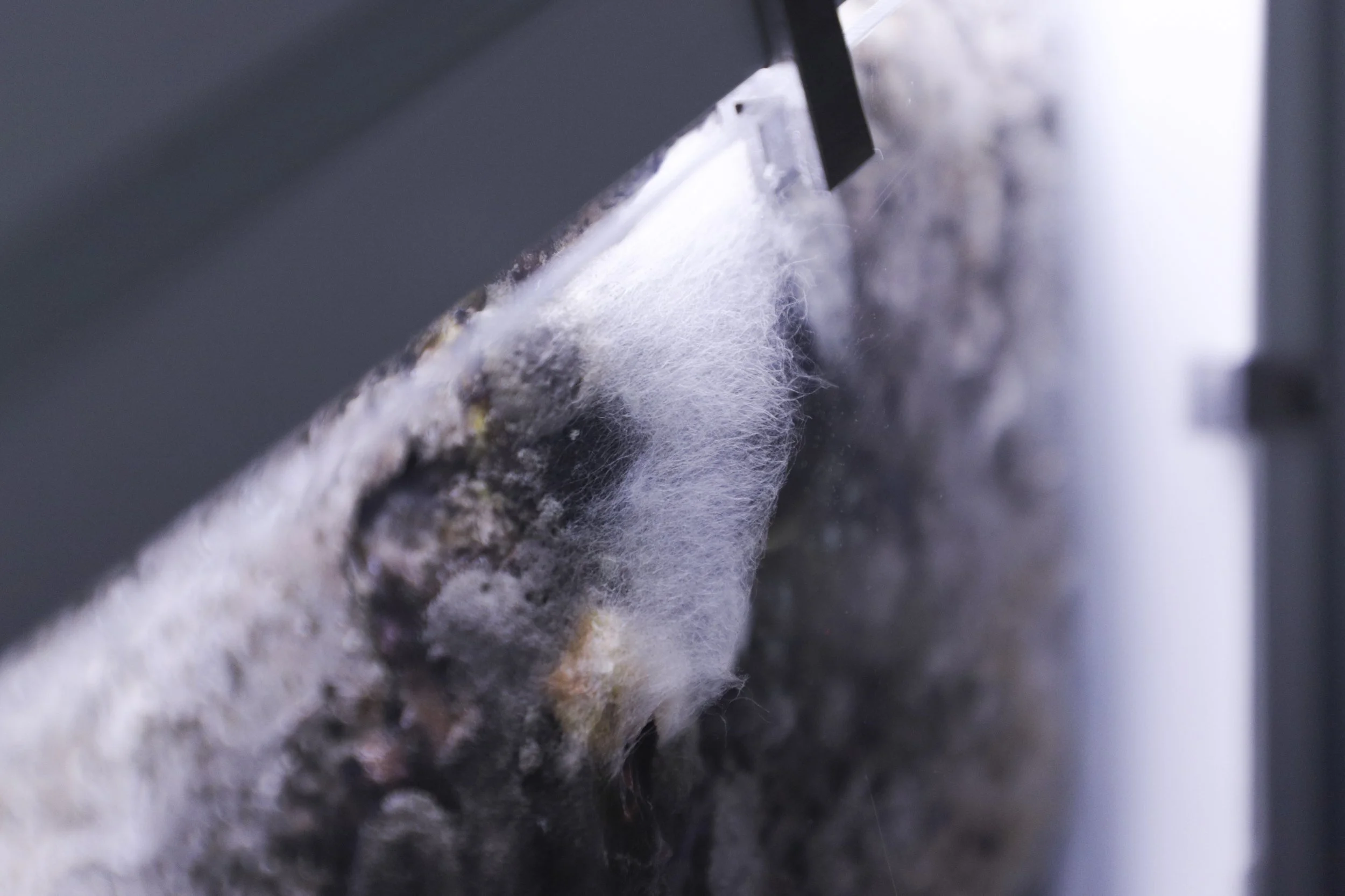 zupanov-OSMOZA-RADIOTHROPIC FUNGARIUM-11.JPG