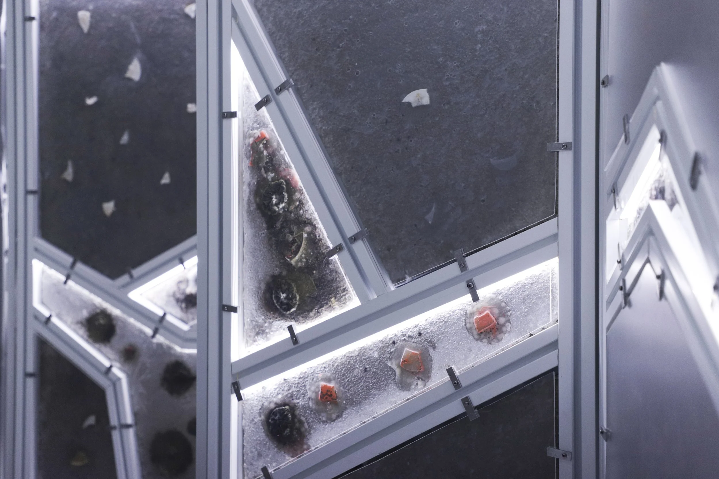 zupanov-OSMOZA-RADIOTHROPIC FUNGARIUM-21.JPG