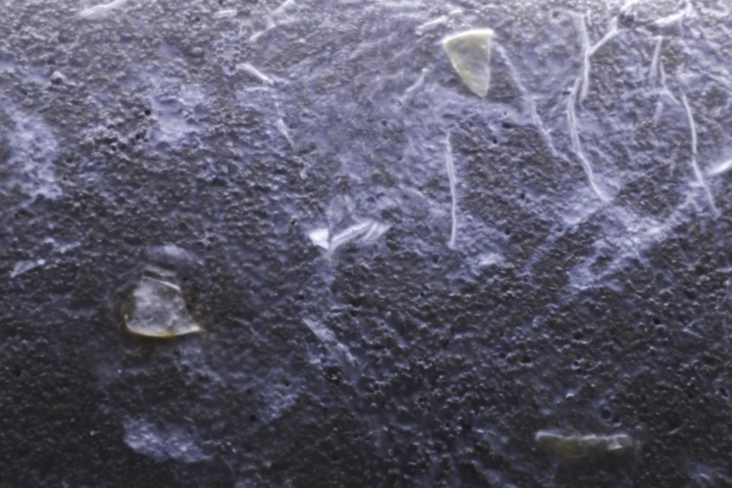 zupanov-OSMOZA-RADIOTHROPIC FUNGARIUM-1.JPG