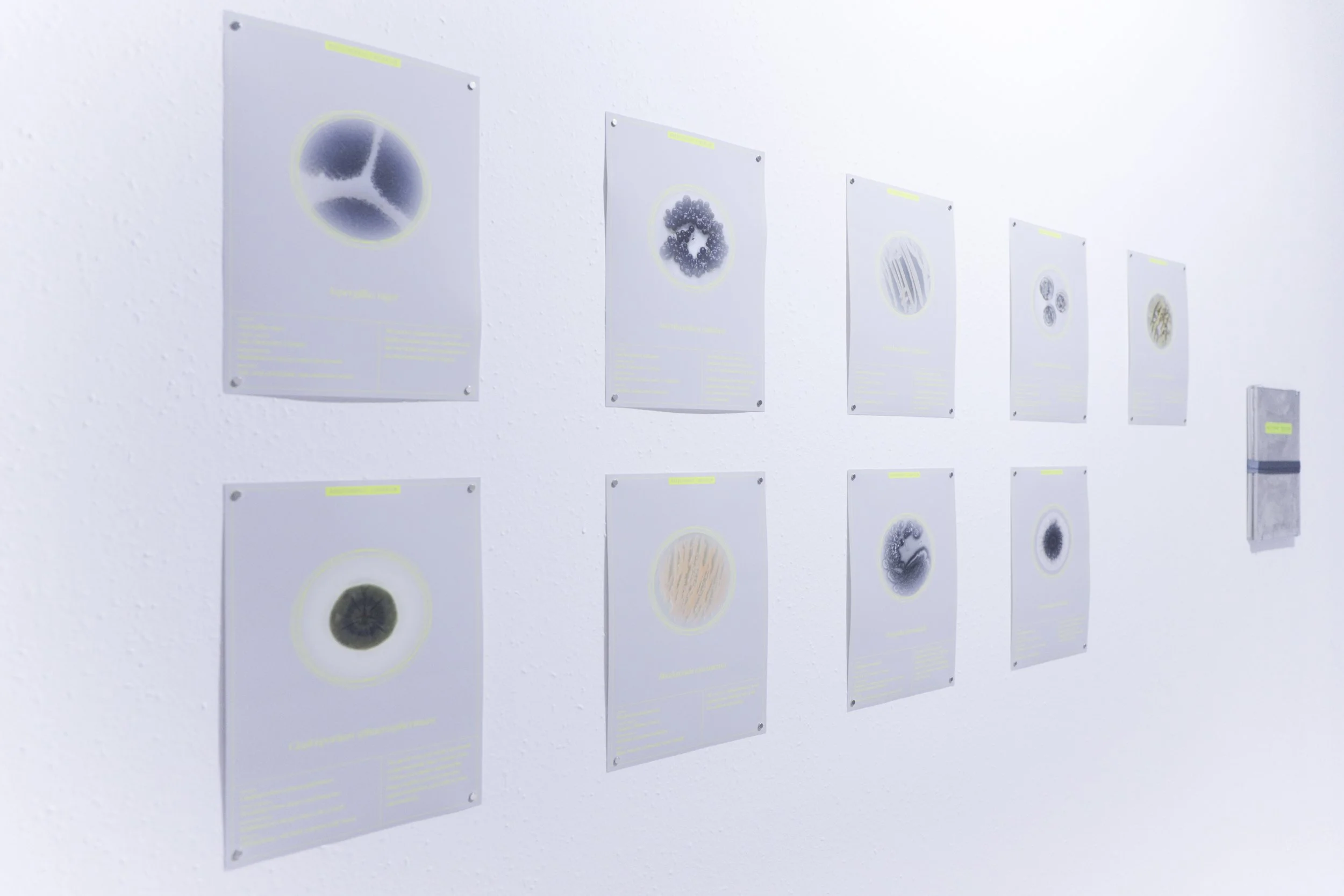 zupanov-OSMOZA-RADIOTHROPIC FUNGARIUM-19.JPG