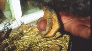 to be held, to behold