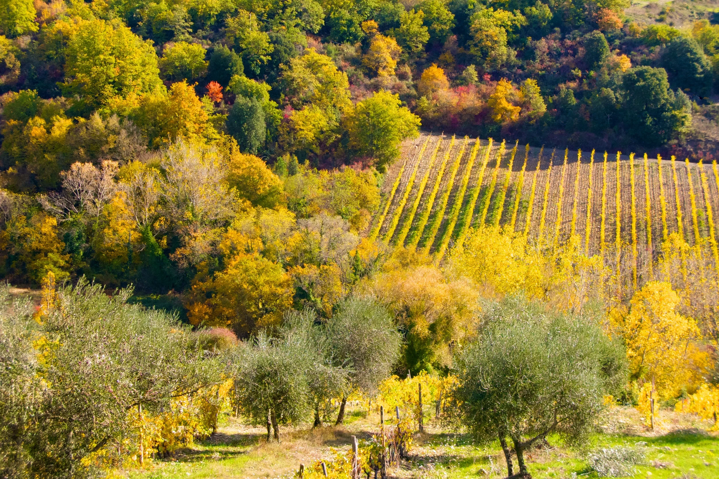Chianti Autumn (1).jpg