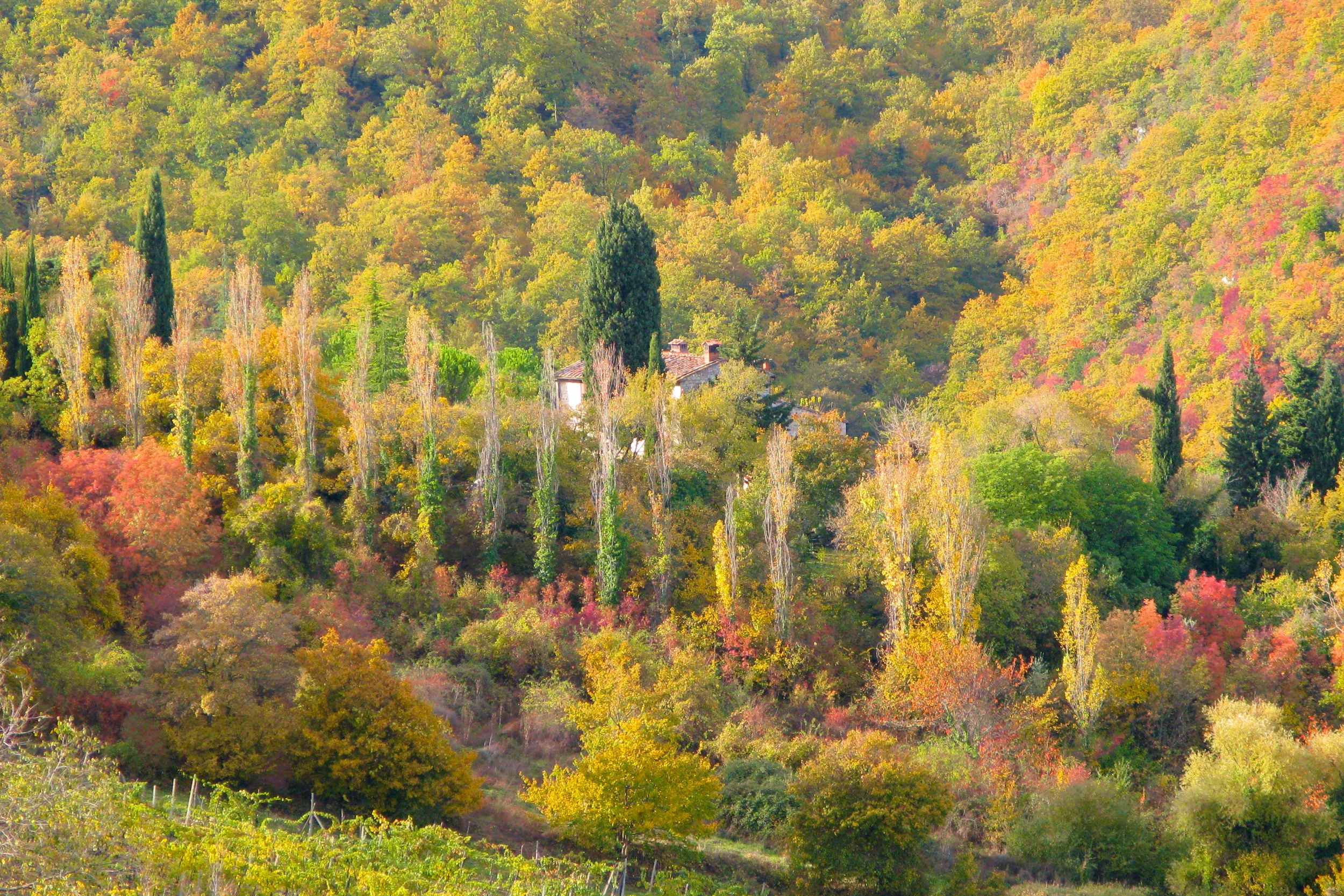 Chianti Autumn.jpg