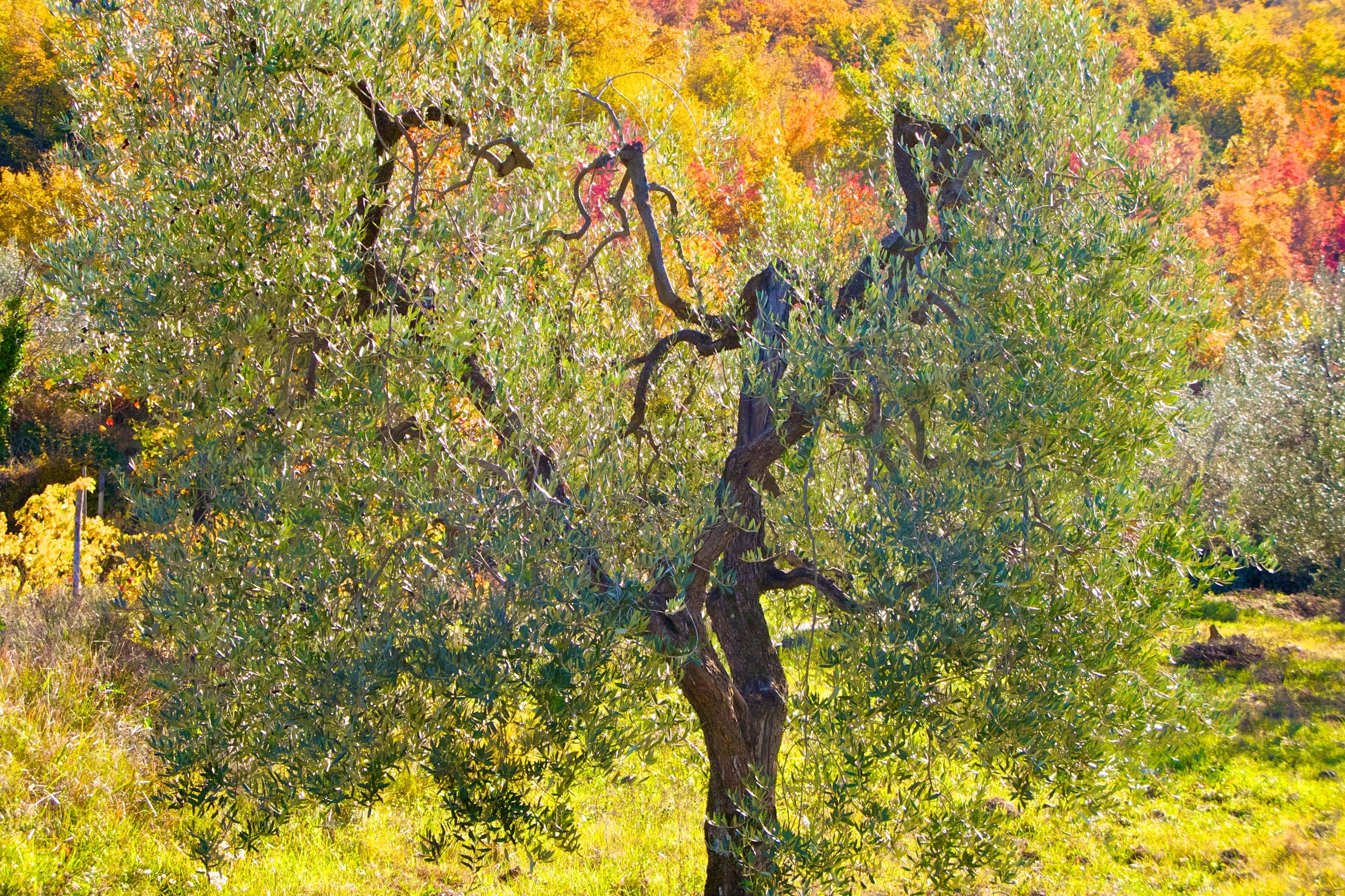 Olive Tree, Chianti.jpg