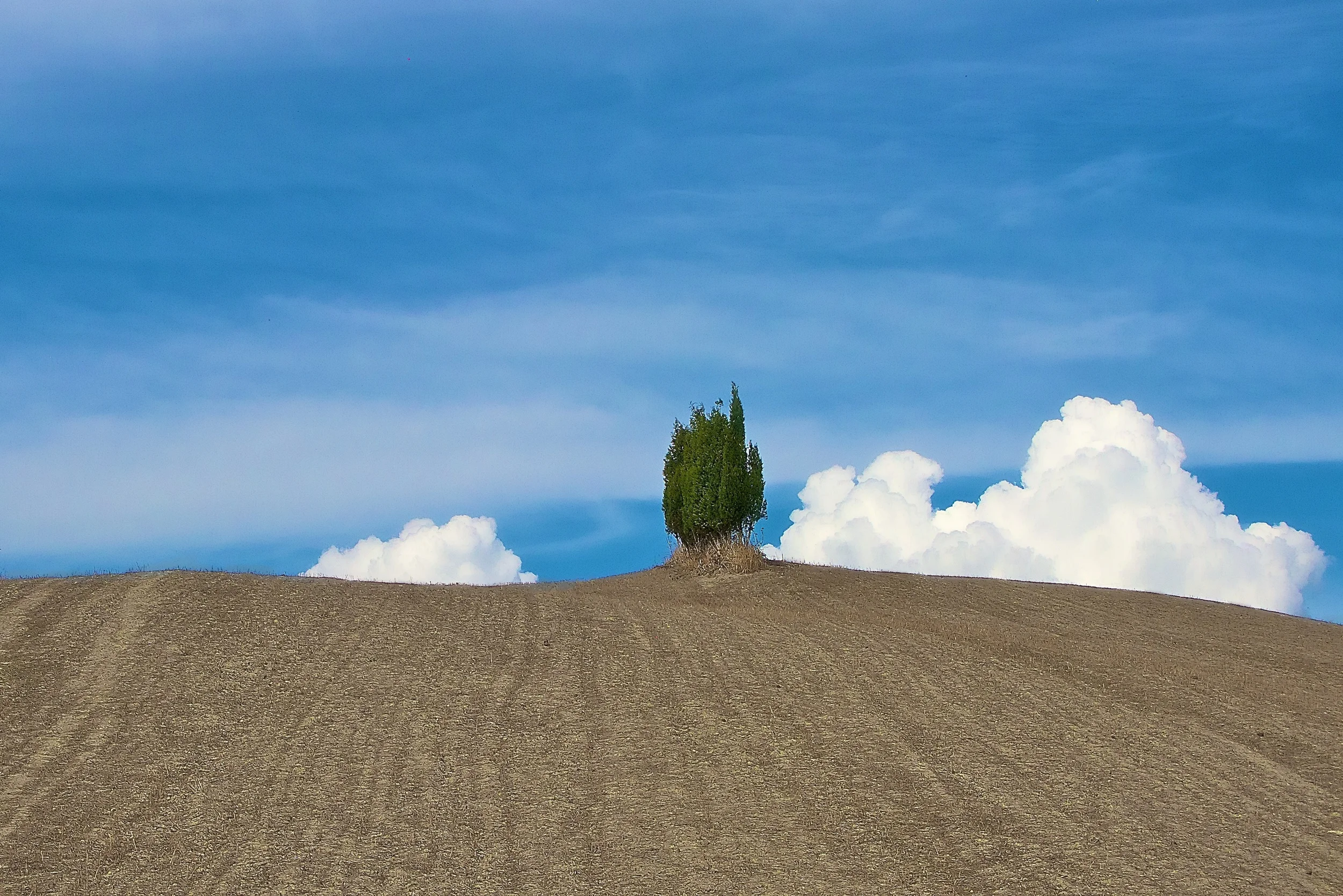 Cypress Trees.jpg