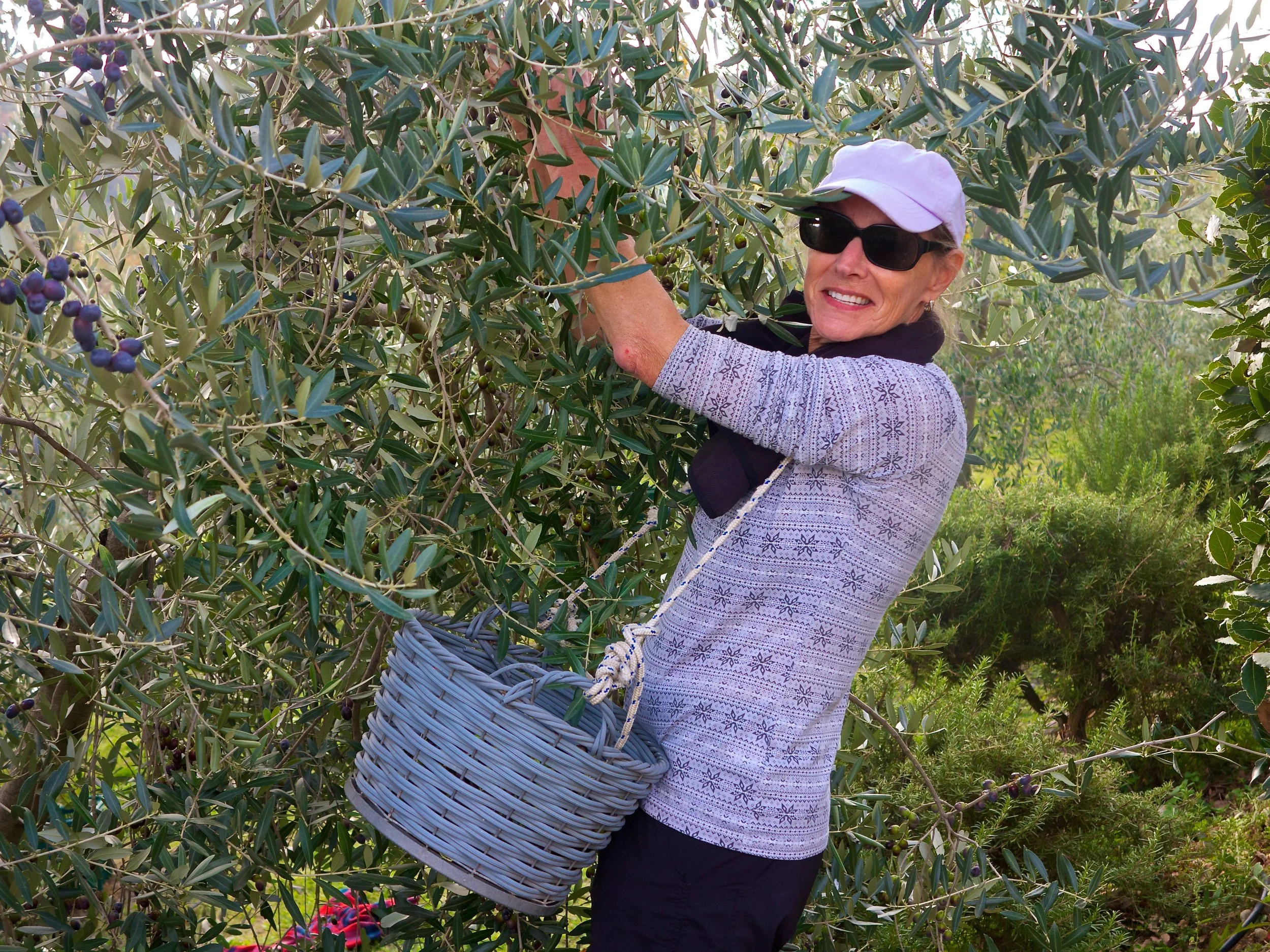 The 2015 Olive Harvest