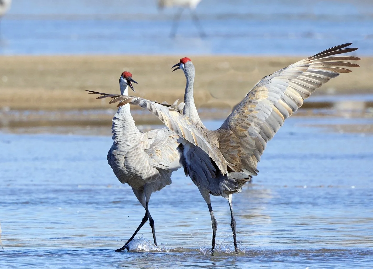 Crane dance in water.JPG