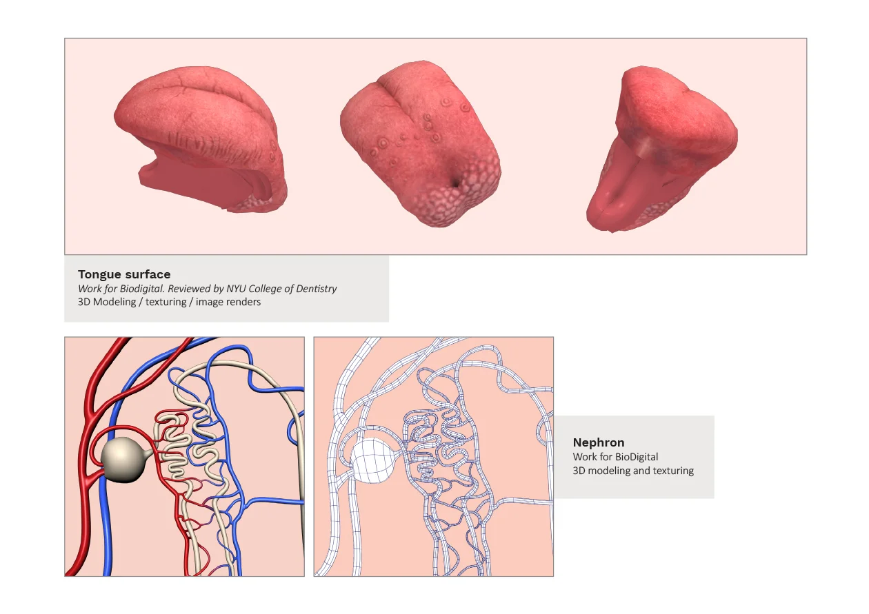 anatomypages-3.jpg