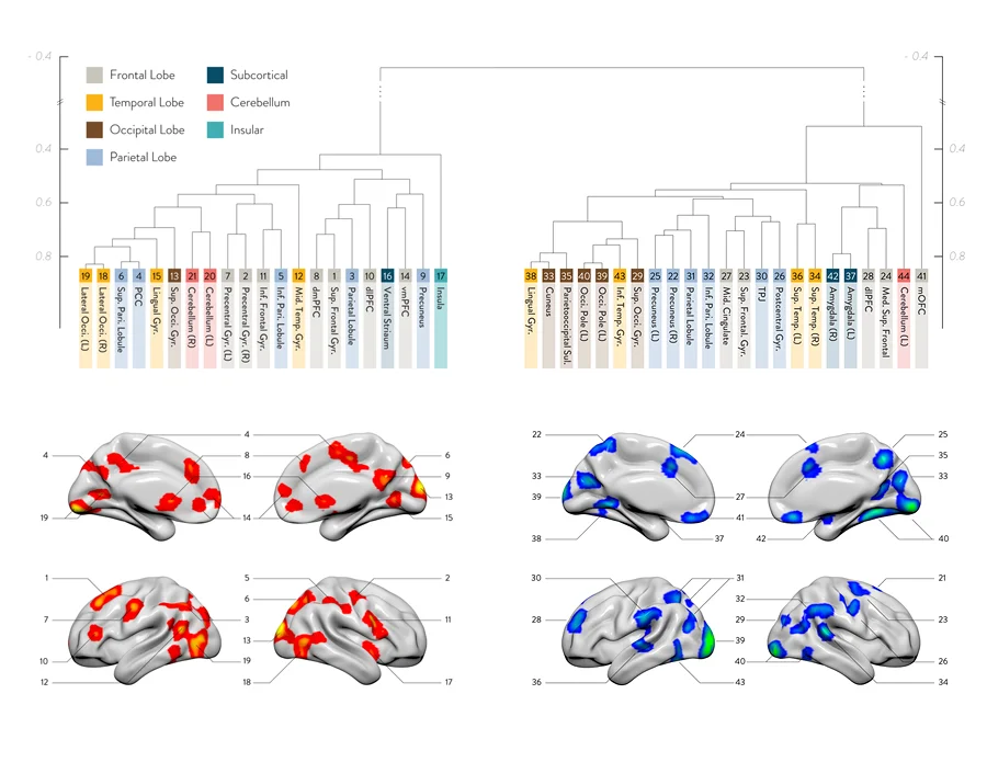 brain_infographic_900.jpg