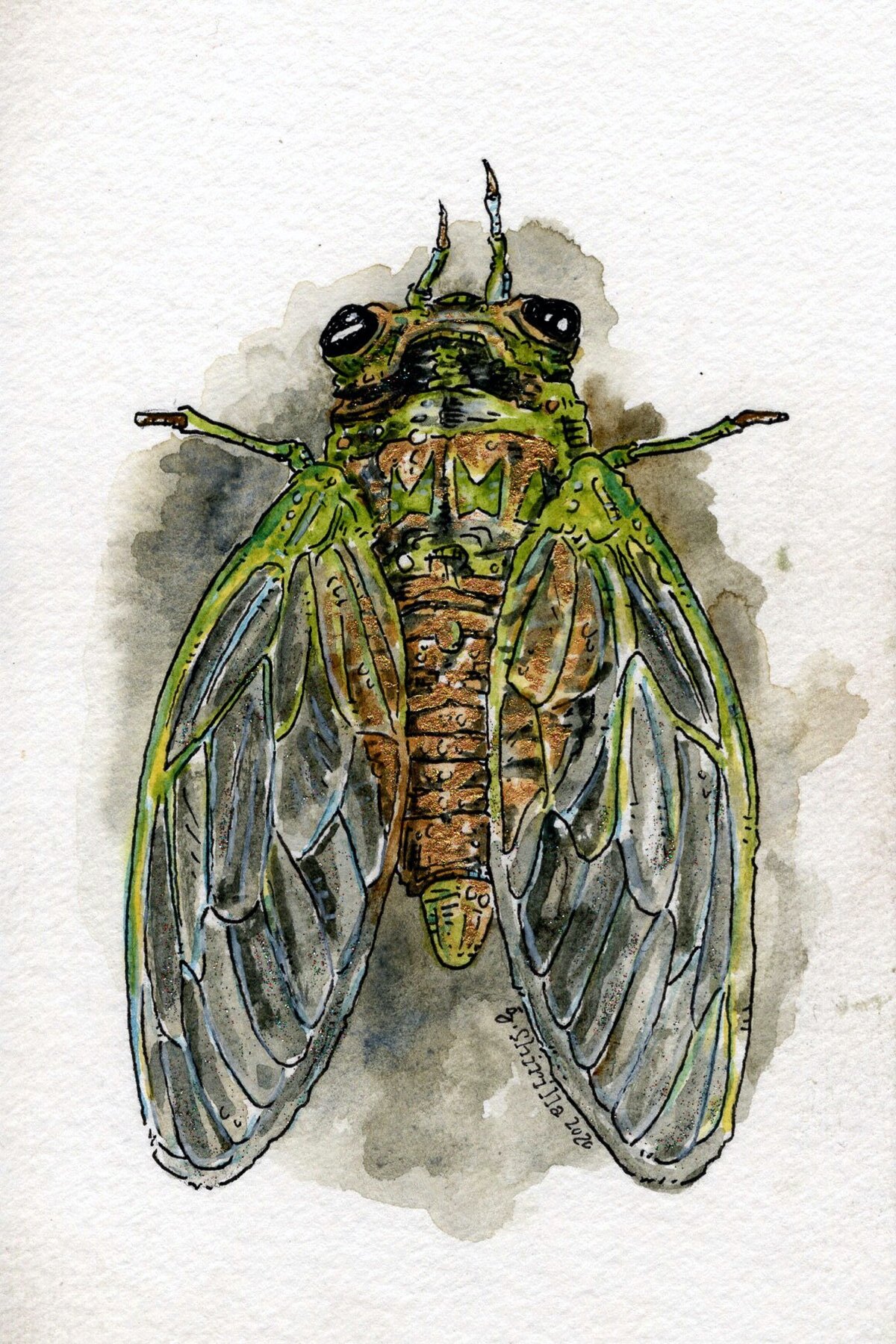"Cicada" 2020