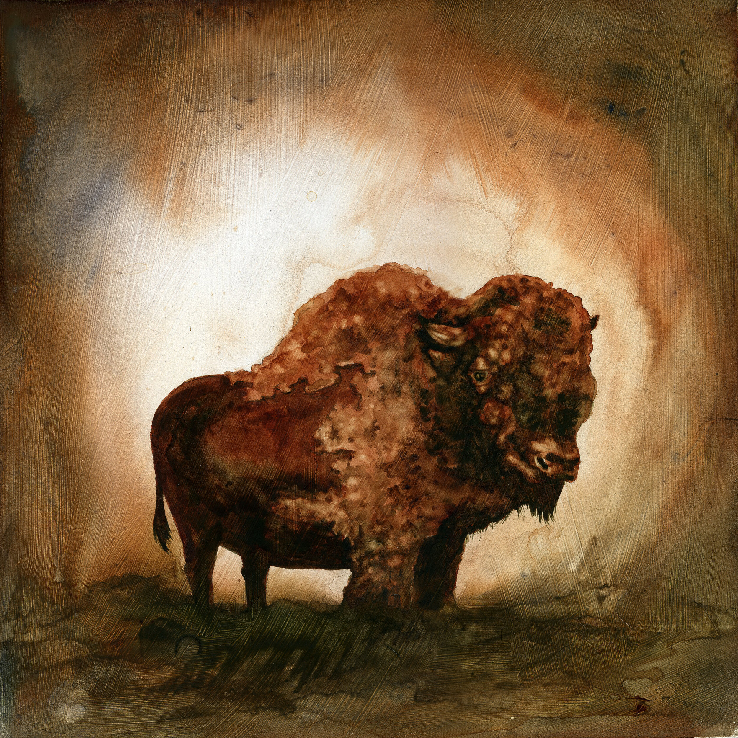 "Where the Buffalo Roam" 2012