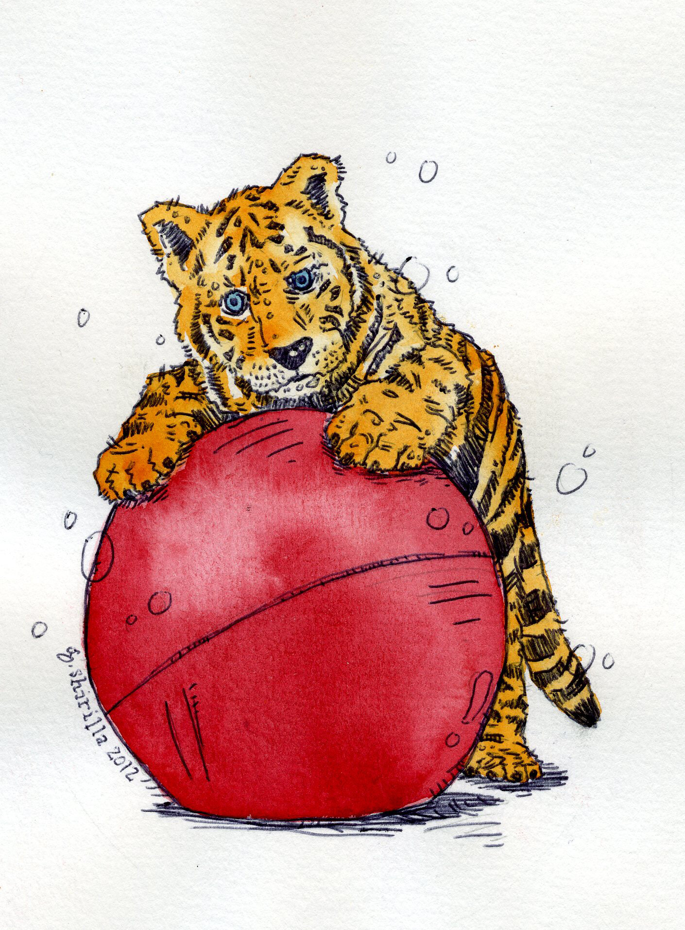 "Circus Tiger" 2012