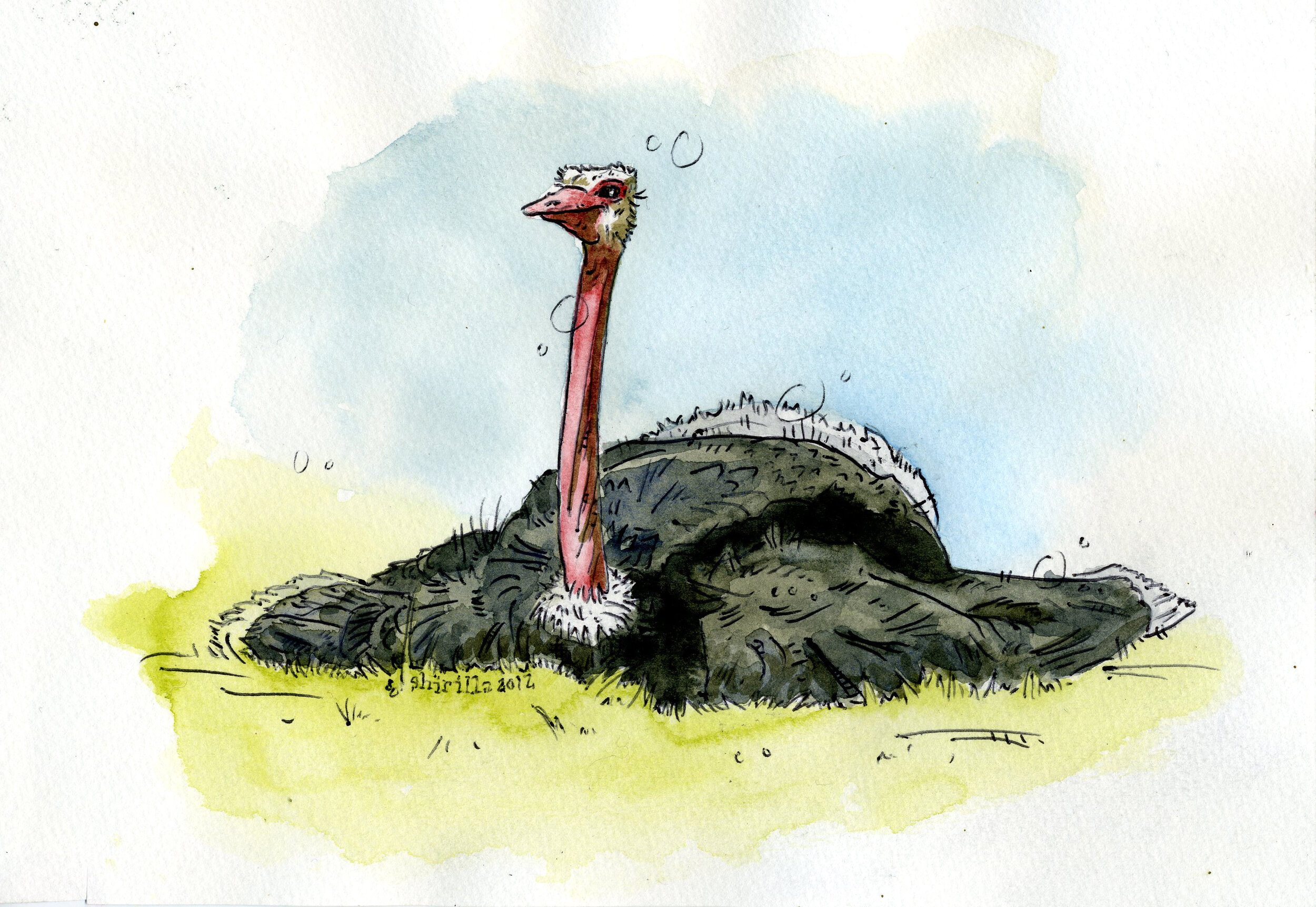 "Lazy Ostrich" 2012
