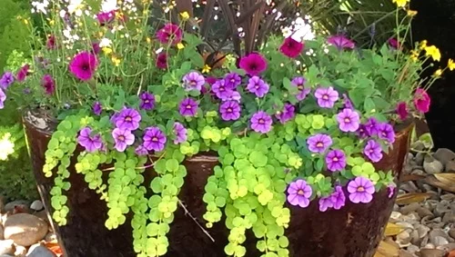 Landscape Update Co Landscape Install Houston (40).jpg