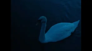  "I'm sending you my love from everywhere"    a music by  Hiroshi Yoshimura "Dream"  Thank you for a lot of inspiration 