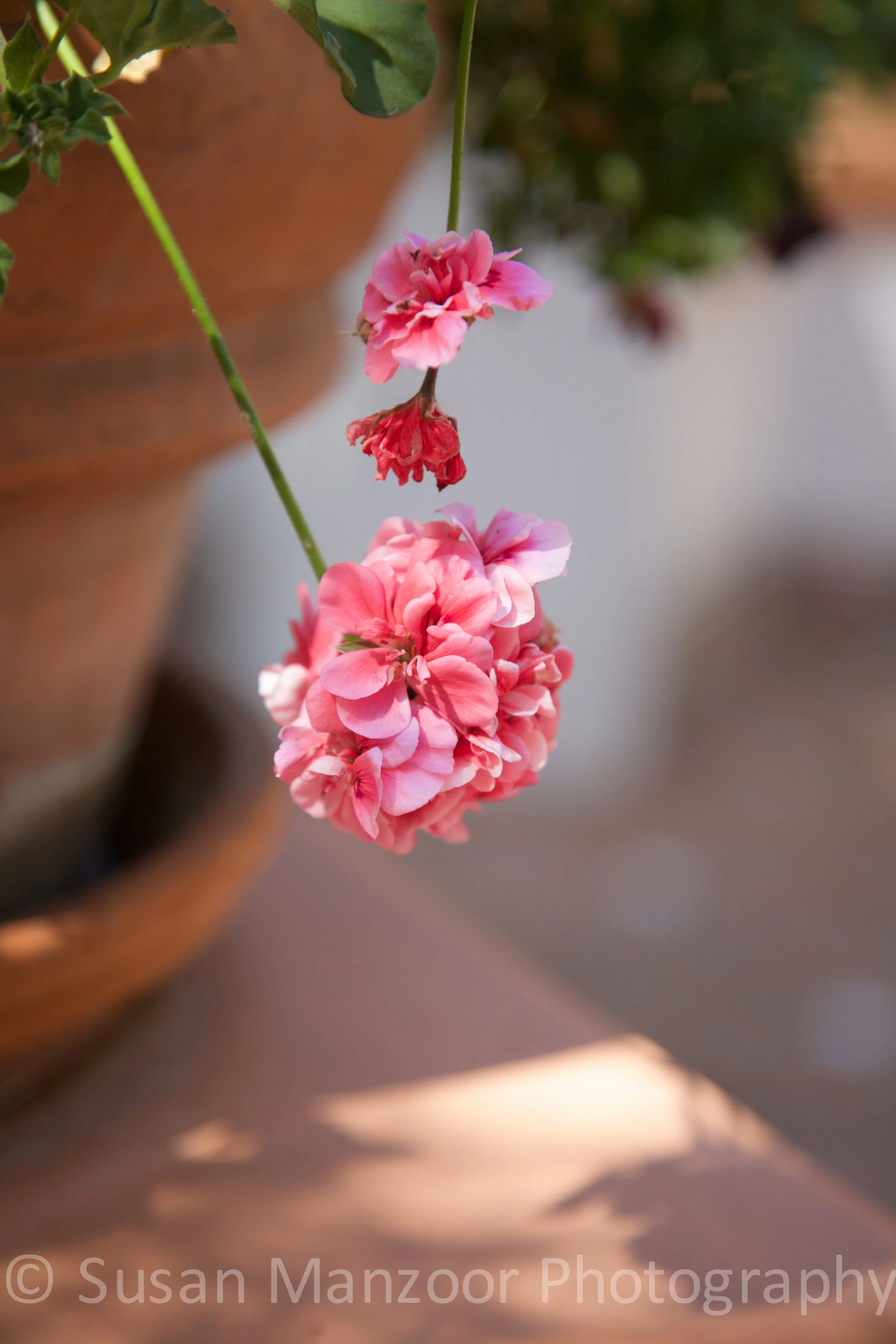 <untitled> 30 (1)-2.JPG