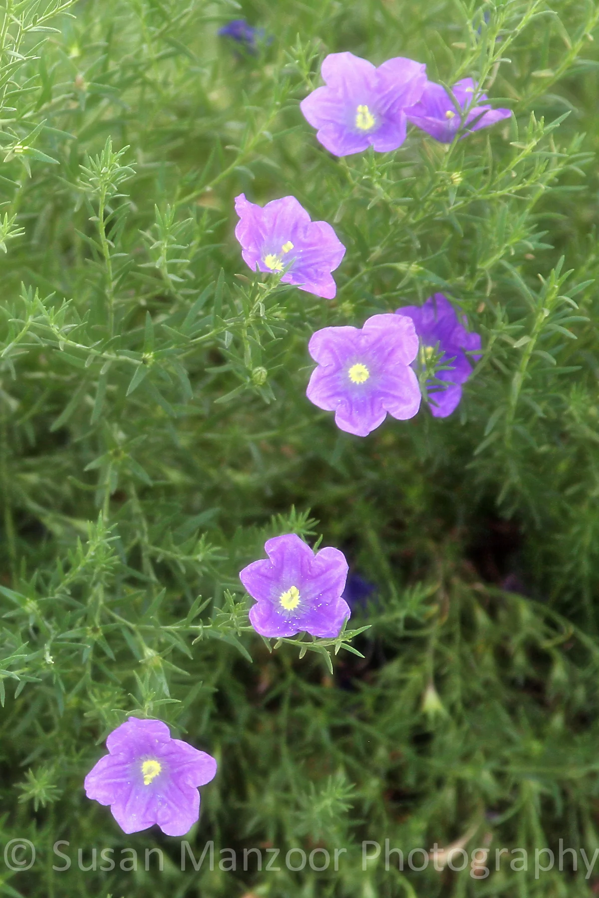 Copy of IMG_9823b-2.JPG