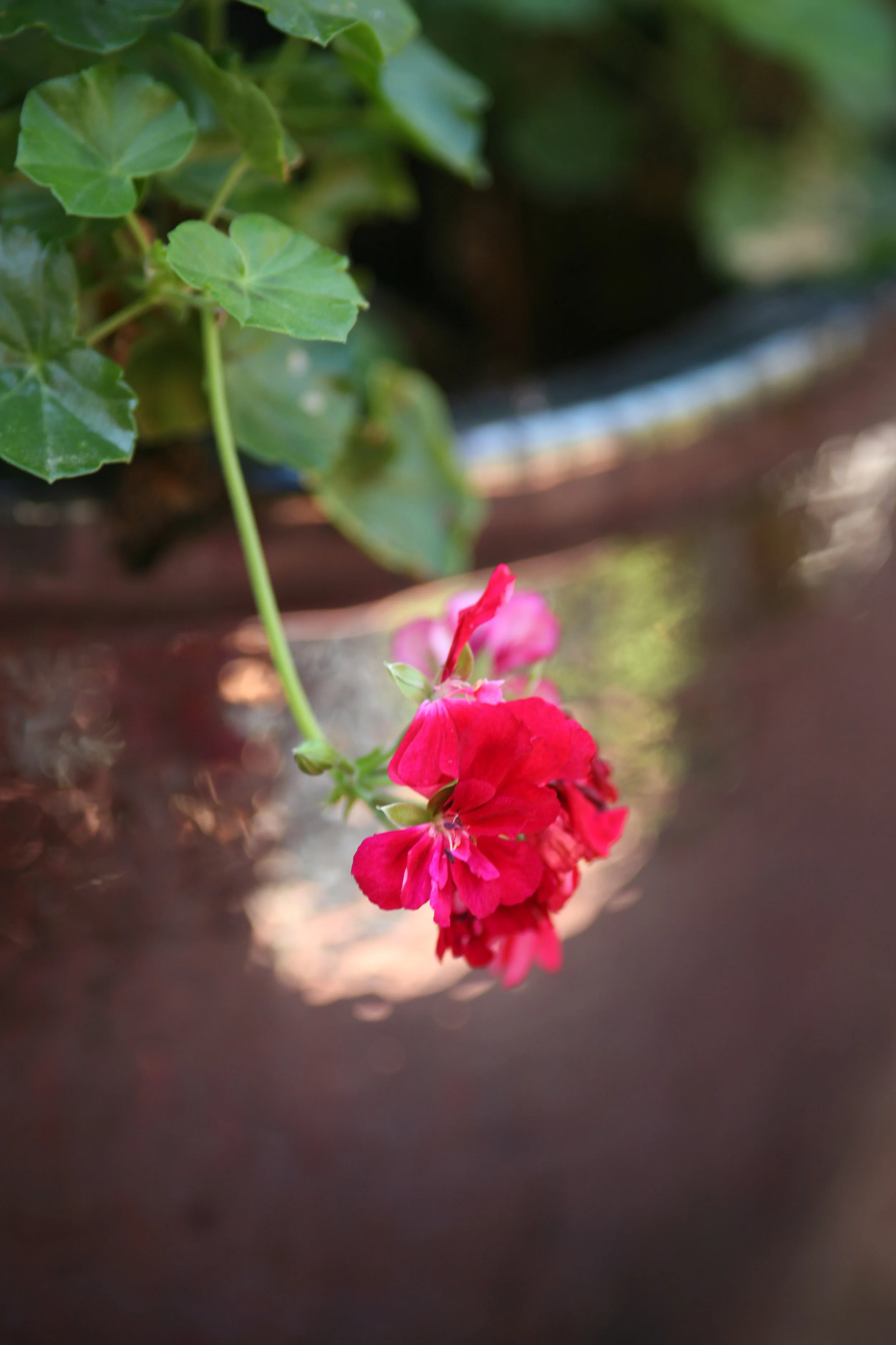 IMG_3477b.jpg