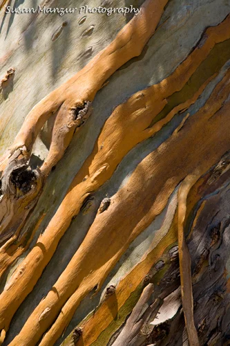 IMG_Just Trees 01.jpg