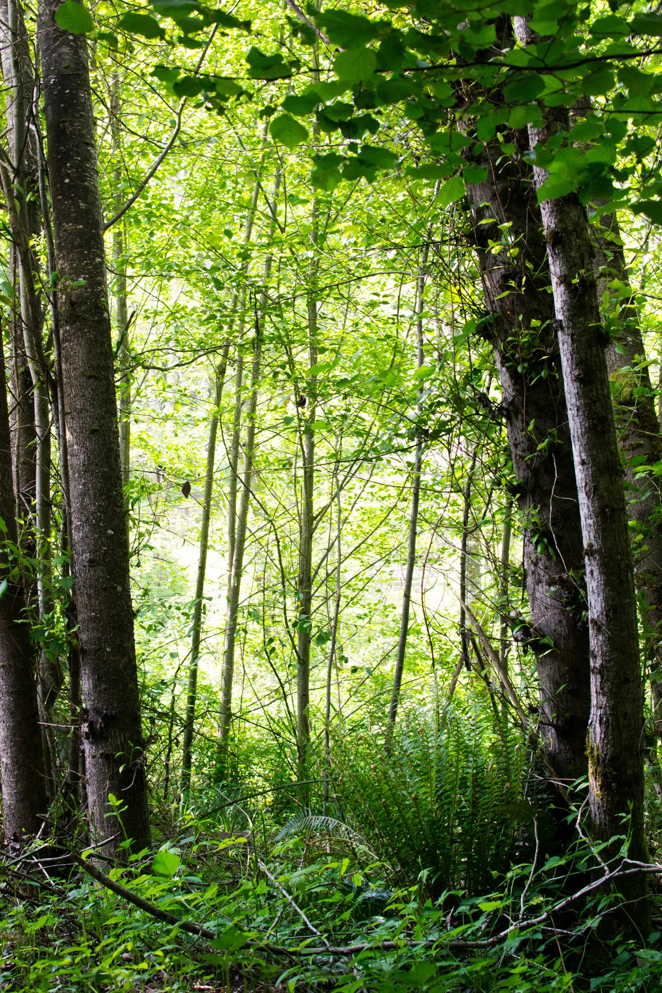 deerthicket.jpg