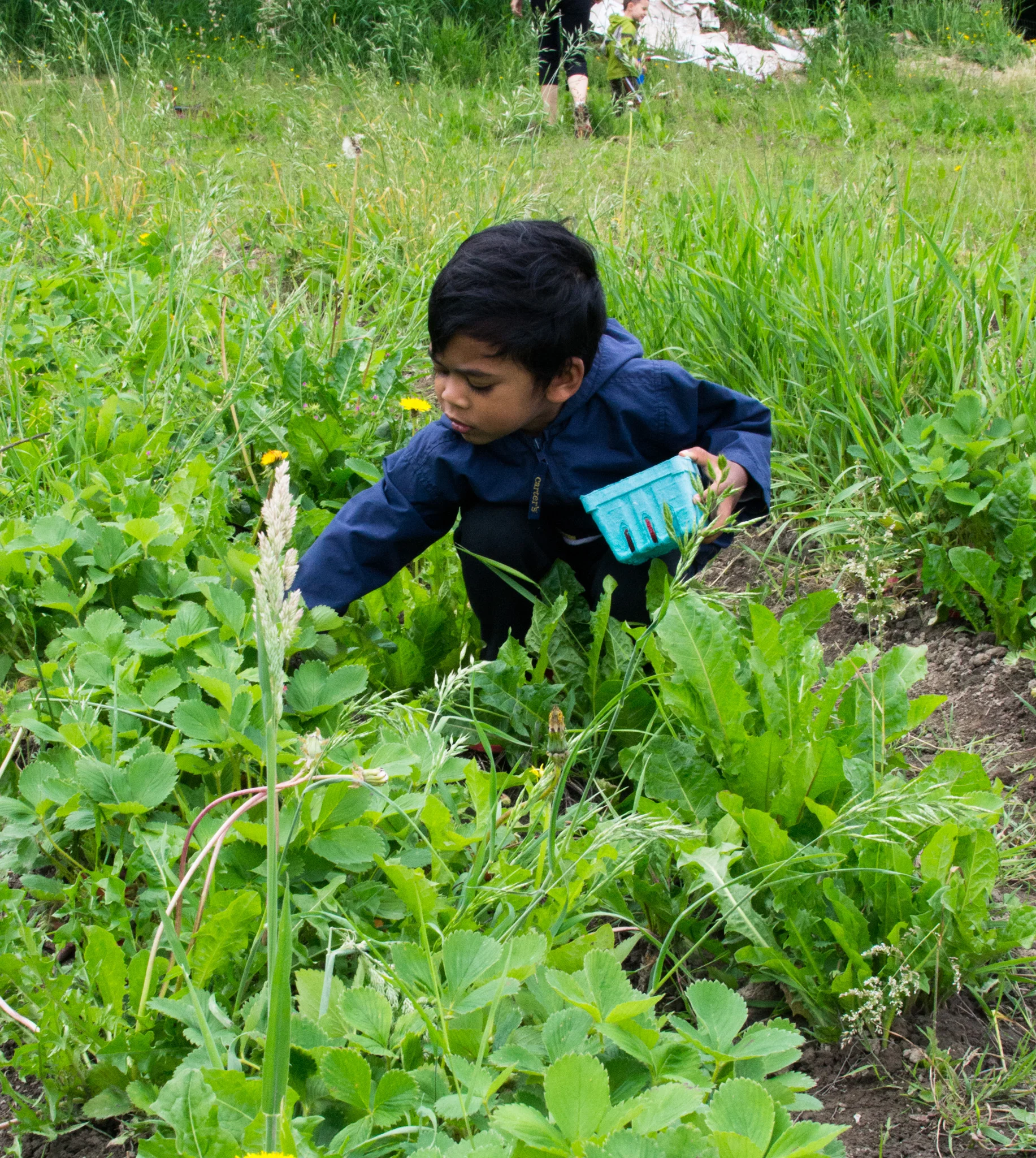 kidstrawberrypicking.jpg
