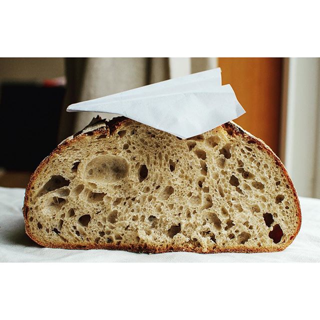 So I was minding my own business, trying to get a #crumbshot of the Country Loaf I made during @matts_miche 'a awesome bakealong, when someone's paper airplane landed exactly on top of my loaf. #photobombed #bread #bread🍞#naturallyleavened #sourdoug