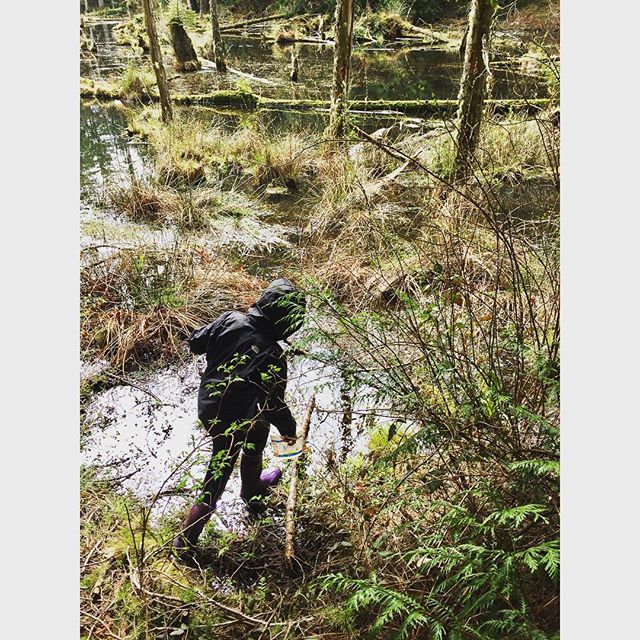 Ssh! Don't tell. We went off the trail! But then we found salamander eggs, tree frogs and touched our fingers to a cascade of sap flowing down the side of a Douglas Fir tree. Spring means the woods are noisy and so alive. #exploringnature #nature #wo