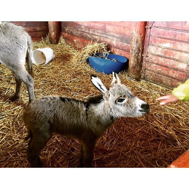 When&rsquo;s the last time you saw a 5-day old baby donkey? We saw this one today. He stopped to say hi to us after nuzzling his sweet mama. #cutenessoverload #donkey #farmlife #pnw