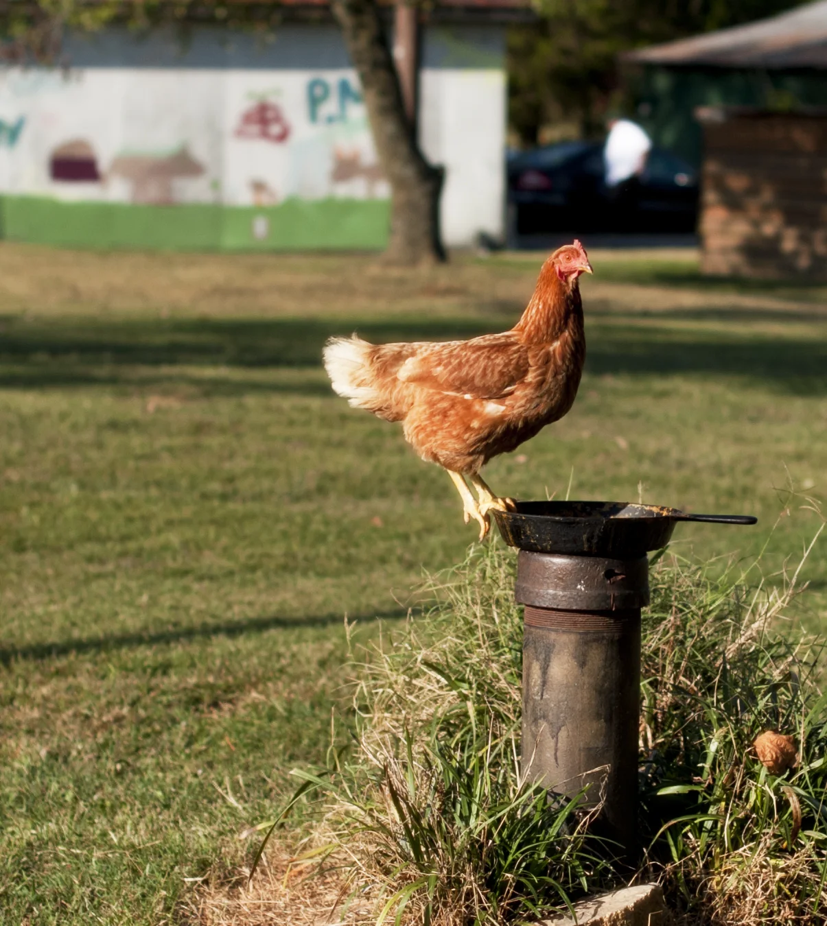 ElodieFarms_HenonFryingPan_9152013 - Copy.jpg