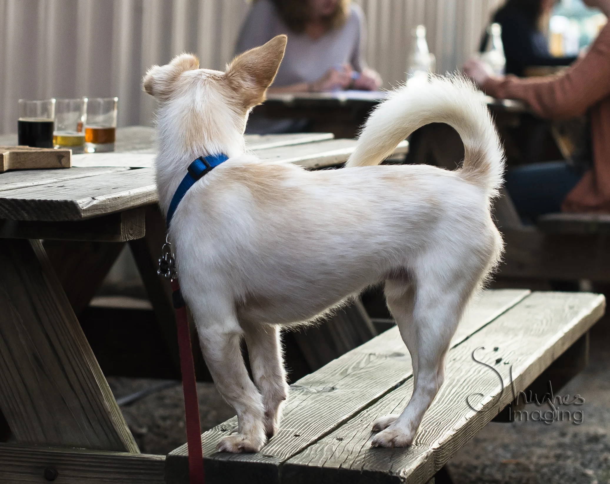 Durham_FullSteam_Doggy_3102015.jpg
